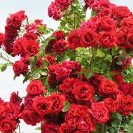 Роза плетистая Симпати в контейнере